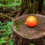 Top view of an Orange on a tree stump in the woods generated by AI